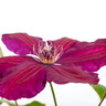 Kletterrosen und Clematis 3er-Set