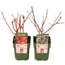 Beeren-Mix Beerenduett, 2er-Set
