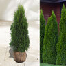 Lebensbaum-Hecke Thuja Smaragd, 30 Stk.