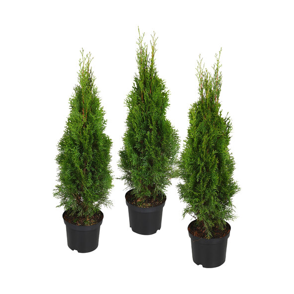 Lebensbaum-Hecke Easy Grow, 3er-Set