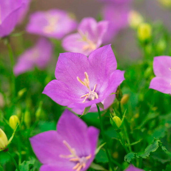 Stauden-Set Frühling, 12er-Set