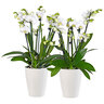 Schmetterlings-Orchidee Showtime, 2er-Set