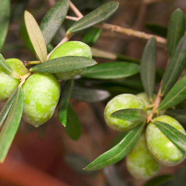 Olivenstamm XXL Olea europaea