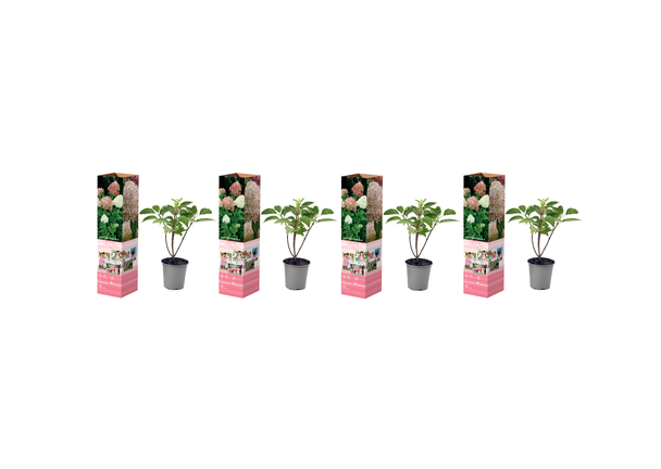 productNameHtml