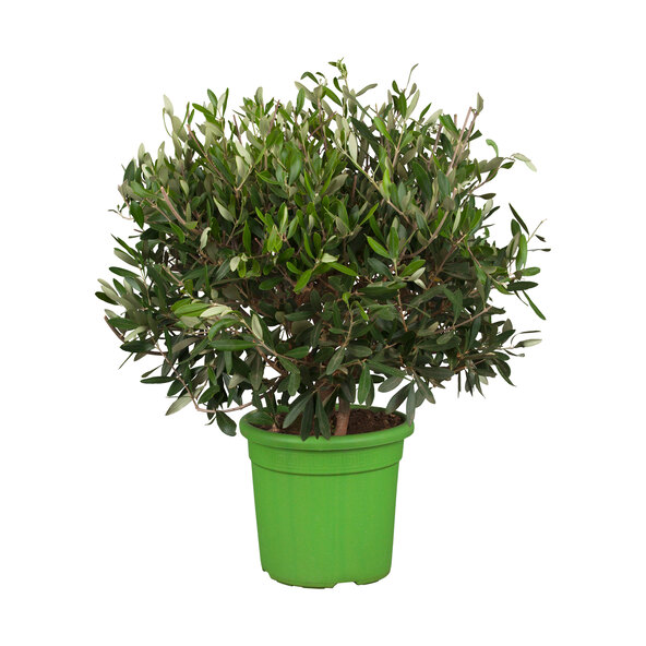 Olivenbusch