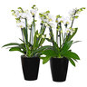 Schmetterlings-Orchidee Showtime, 2er-Set