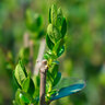 Liguster-Hecke, ovalblättrig, 30 Stk.
