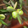 Olivenbusch