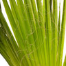 Chinesische Hanfpalme XXL