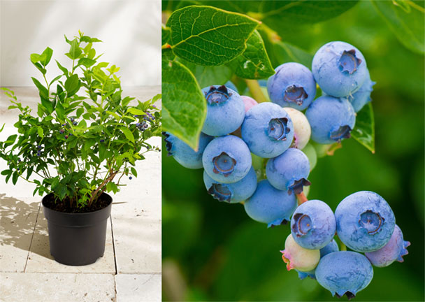 Heidelbeeren Heidelbeeren