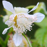 Beeren-Mix Beerenduett, 2er-Set