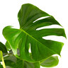 Monstera