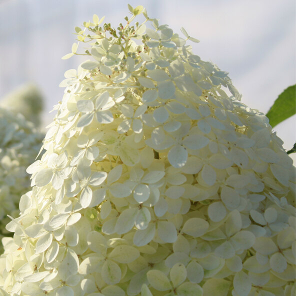 Hortensie Sternenleuchten, 6er-Set