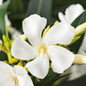 Oleander-Stamm, weiß