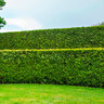 Lebensbaum-Hecke Thuja Brabant, 10 m