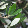 Olivenbusch