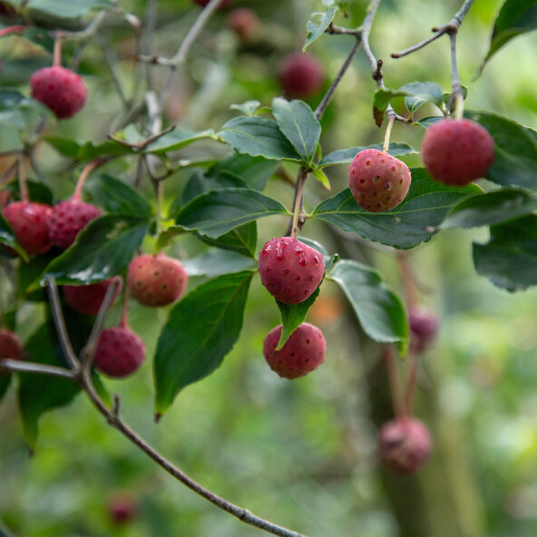 Japanischer Hartriegel XXL-Blüte