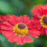 Stauden-Set Frühling, 12er-Set