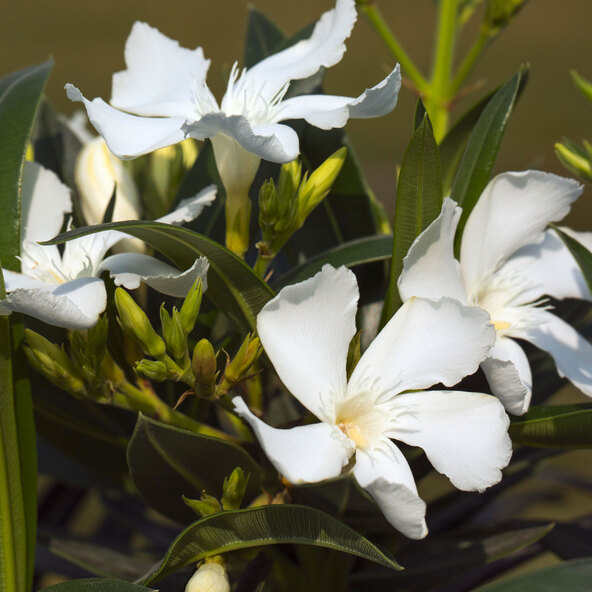 Oleander-Stamm, weiß