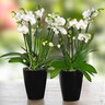 Schmetterlings-Orchidee Showtime, 2er-Set