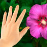 Gartenhibiskus MegaBiskus