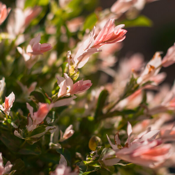 Harlekinweide "Flinky Pinky"