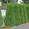 Lebensbaum-Hecke Easy Grow, 3er-Set