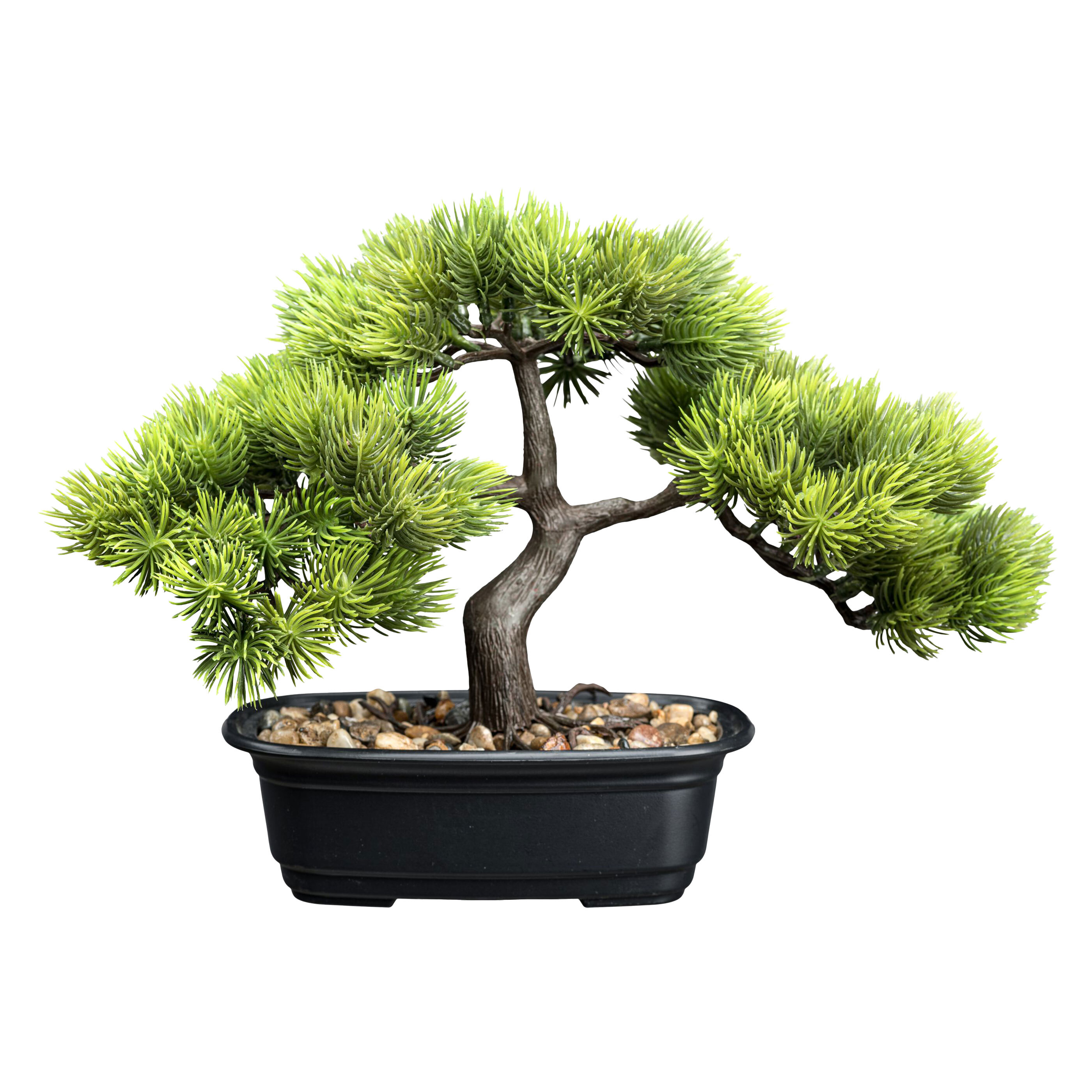 CREATIV GREEN Bonsai Kiefer in Kunststoffschale ALDI
