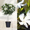 Oleander-Stamm, weiß