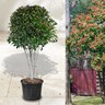 Photinia Red Robin, 220–240 cm 