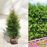 Lebensbaum-Hecke Thuja Brabant, 10 m