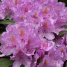 Rhododendron hybride, lila