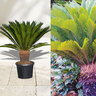 XXL-Palmfarn