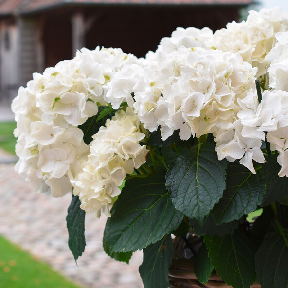 Bauernhortensie King Size