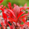 Photinia Red Robin, 200–220 cm 