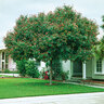Photinia Red Robin, 200–220 cm 