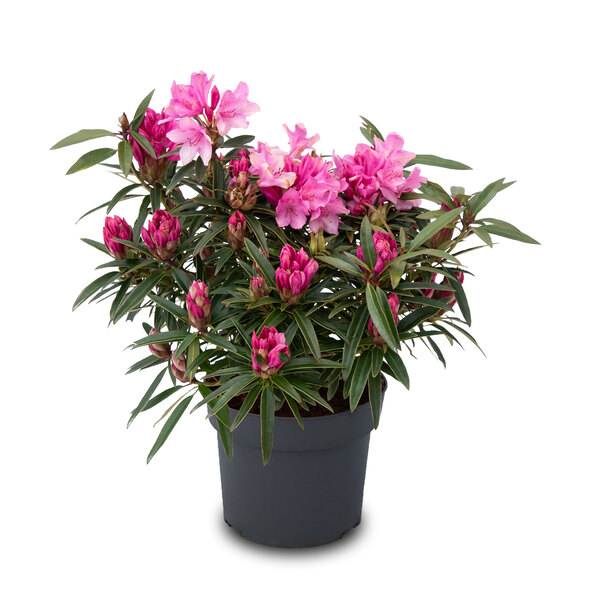 Zwerg-Rhododendron Blattzauber