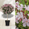 Oleander-Stamm, rosa