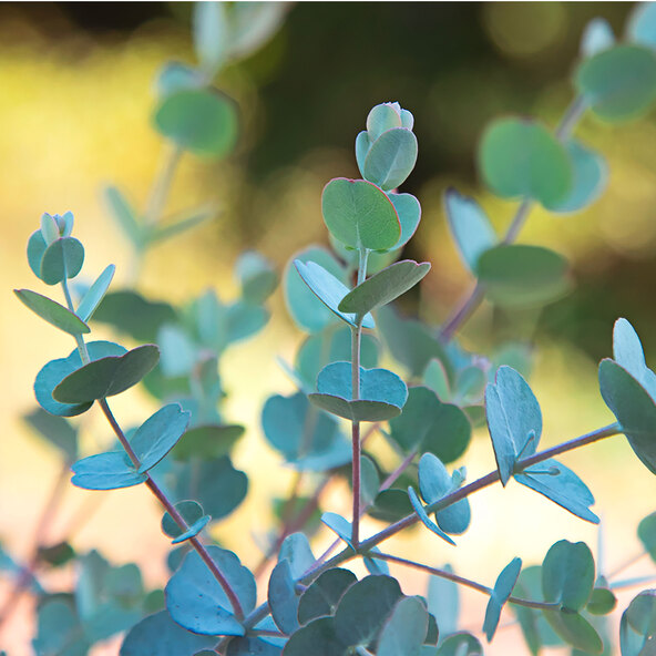 Eukalyptus Blaue Brise