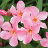 Oleander-Stamm, rosa