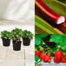 Erdbeer-Rhabarber-Set Gourmet Quartett