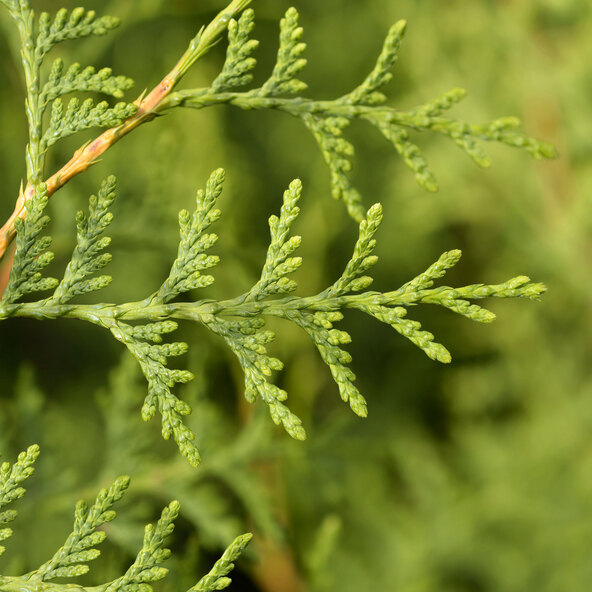 Thuja Brabant, 20er-Set + Dünger