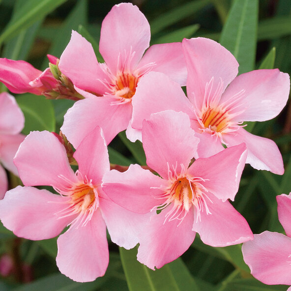 Oleander-Stamm, rosa
