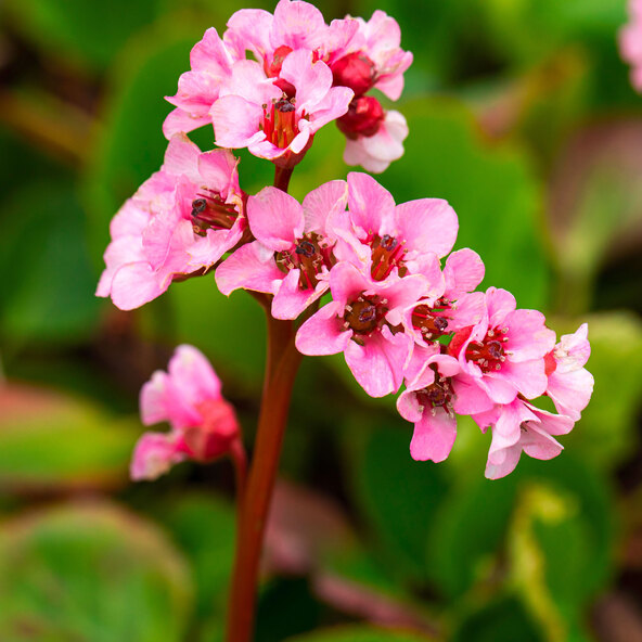 Stauden-Set Frühling, 12er-Set