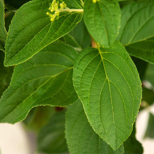 Hortensie Sternenleuchten, 6er-Set