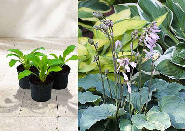 Hosta „Schattenzauber“ 3er-Set Hosta „Schattenzauber“ 3er-Set