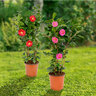 Gartenkamelie, rosa