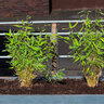Gartenbambus „Sweet Twins“, 2er-Set
