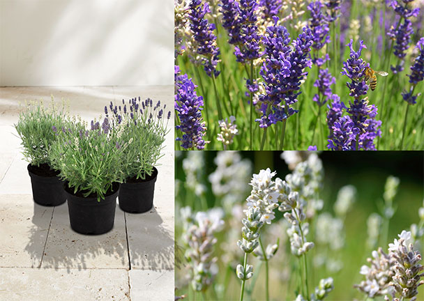 Lavendel „Wolkenduft-Trio“ 3er-Set Lavendel „Wolkenduft-Trio“ 3er-Set