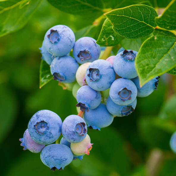 Heidelbeere blau